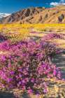 USA, California, Anza Borrego Desert State Park. Blooming verbena and goldfields flowers. Art Print